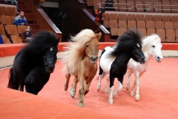 В Одесской области из цирка похитили пони