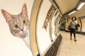 На станции лондонского метро рекламу заменили на изображения кошек