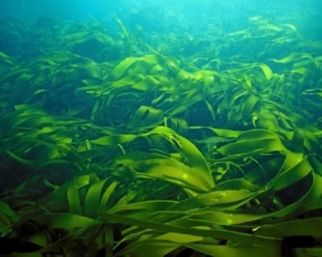 Ученые: Морские водоросли влияют на мировой климат