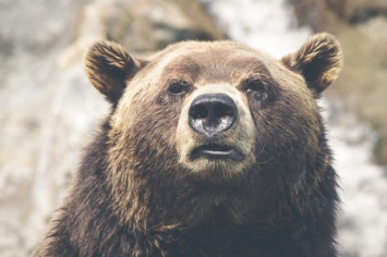 Медведь похитил геолога АК "Алроса" в Якутии