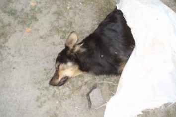 В Киеве неизвестные убили десяток собак
