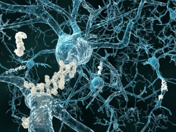 Ученые установили роль бета-амилоида белка в развитии болезни Альцгеймера