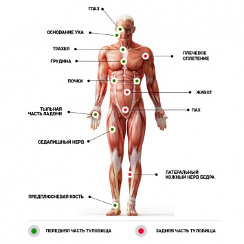 12 болевых точек на теле человека, которые пригодятся на случай самообороны