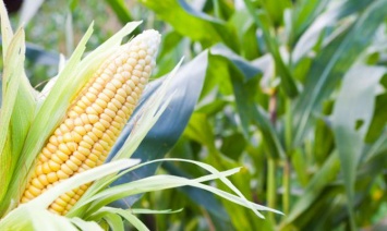 Украина увеличит производство кукурузы на 11%, - USDA