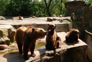 В 60 километрах от Павлограда поселились три медведя