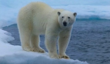 Российские ученые попали в ловушку белых медведей