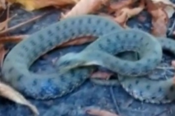 В Одессе змея заползла в парк и изрядно напугала прохожих