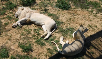 В Киевском зоопарке львов поселят над головами посетителей