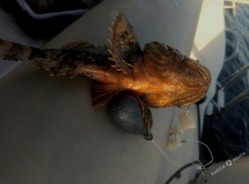 В Одессе в Черном море обнаружили редкую и ядовитую рыбу (фото)