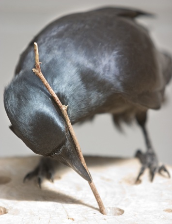 Ученые: Гавайские вороны умеют самостоятельно изготавливать орудия труда