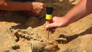 Российские археологи в Сибири открыли новый вид динозавра