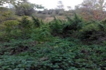 На Сумщине правоохранители обнаружили 600 кустов конопли (ФОТО)