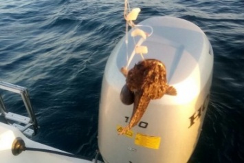 В Одессе рыбаки выловили в море редкую ядовитую рыбу (ФОТО)