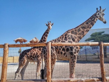В Биопарке пополнение: жирафу Васильку привезли подружку Василису