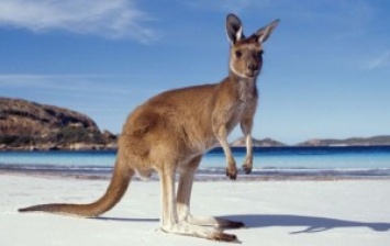 В Австралии мужчина "усыновил" осиротевших кенгурят и смастерил для каждого по "маминой сумке"