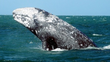 Серый кит запутался в сетях у берегов Сахалина