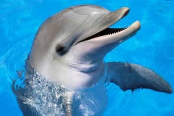 Ялтинский суд оштрафовал на полмиллиона рублей дельфинарий и постановил конфисковать морских животных