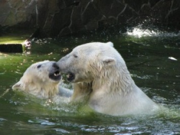 Белые медведи взяли в осаду российскую полярную станцию. Полярники фактически в плену у хищников