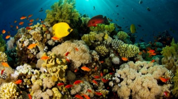 Исследование показало, как волновая динамика и водные потоки влияют на коралловые рифы