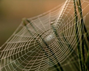 Исследователи разработали суперлинзу из паутины
