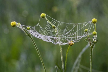 Ученые разработали суперлинзу из паутины