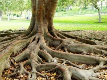 Ученые: Деревья общаются друг с другом с помощью корней