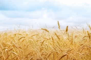 На Черниговщине неизвестные засеяли зерновыми 65 га государственной земли