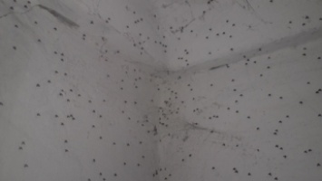 Надоедливые насекомые атаковали многоэтажку (фото)