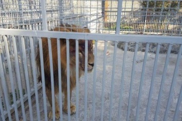 По дороге из Сартаны в мариупольских зоопарк травмировался молодой лев Акай (ФОТО)
