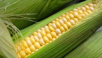 На Полтавщине задержали пару с тонной краденой кукурузы