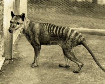 В Австралии камера зафиксировала «воскресшего» тасманийского тигра