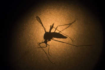 Вкусовые предпочтения малярийных комаров объяснила хромосомная перестройка