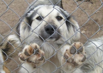 В Кемеровской области сгорел приют для бездомных собак, погибли 120 животных