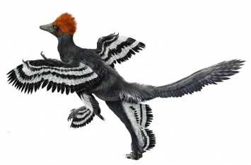 В КНР обнаружили останки птицеподобного динозавра