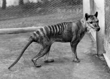 Австралийцы заявляют, что обнаружили «вымершее» животное
