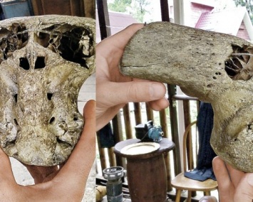 Палеонтологи нашли странный череп в Калифорнии