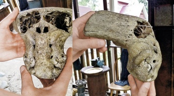 В Калифорнии найден череп неизвестного существа