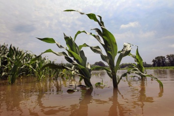 Ученые выяснили, какой генетический механизм помогает растениям спасаться от наводнений