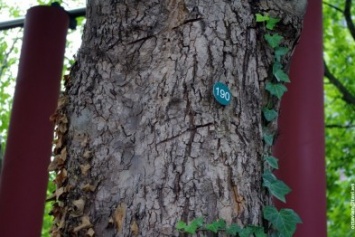 В Кременчуге у каждого дерева будет свой порядковый номер