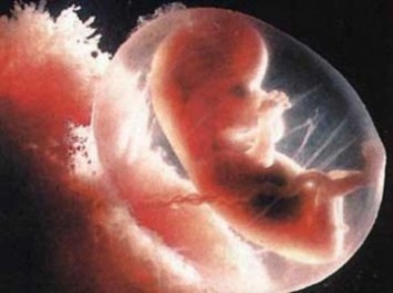 Ученые доказали, что геометрия тела является основным фактором формирования эмбриона