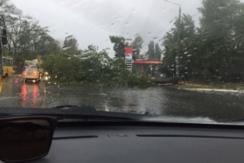 Непогода: Огромное дерево перекрыло выезд с поселка Котовского, на Таирова - потоп (ФОТО)