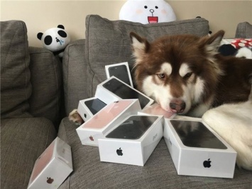 Сын китайского миллиардера купил восемь iPhone 7 своей собаке [фото]