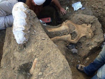 Калифорнийские археологи обнаружили череп неизвестного науке животного
