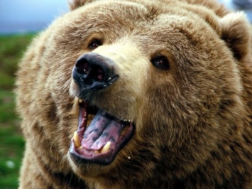 Жителю Красноярского края удалось спастись после схватки с медведем