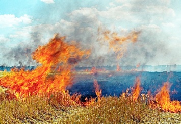 В Волынской обл. несколько дней не могут погасить пожар на полях, огонь приближается к лесу