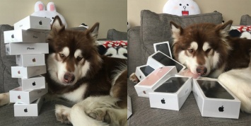 Китаец подарил собаке восемь iPhone 7