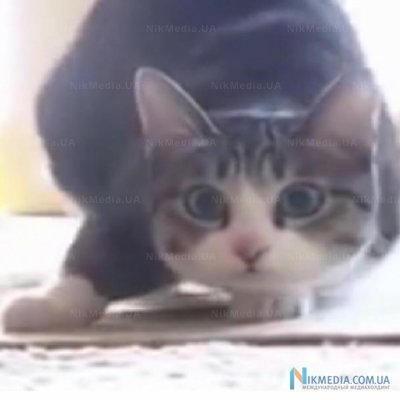 Сеть "взорвала" кошачья версия видеоклипа Wiggle (ВИДЕО)