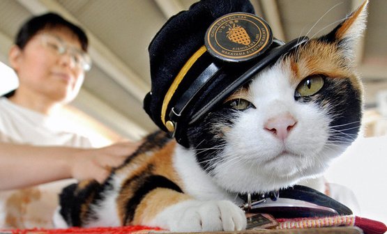 В Японии похоронили кошку, которая работала начальником вокзала