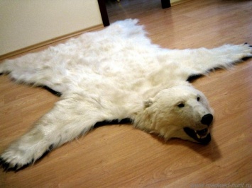 В Подмосковье обнаружены шкуры белых медведей
