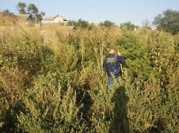 В Березанском районе полиция обнаружила конопли на миллион гривен